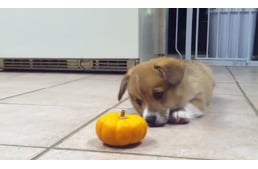 When a Corgi puppy meets a Mini Pumpkin 