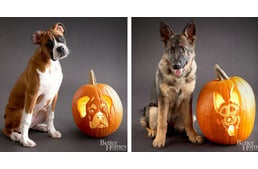 Pumpkin-Carvings of Dog Breeds