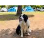 Aranypart Camping & Apartments Aranypart Camping & Apartments